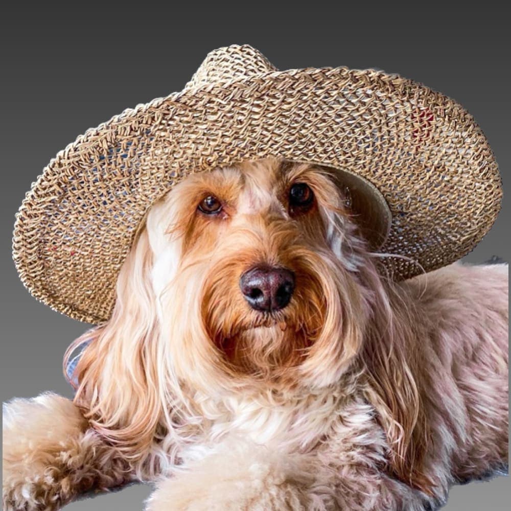 Nelly Cockapoo